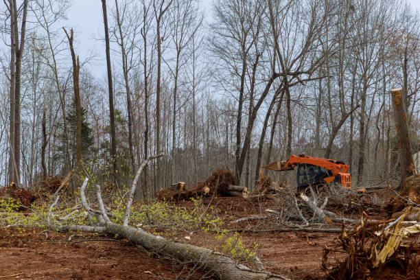 Best Hazardous Tree Removal  in Neillsville, WI