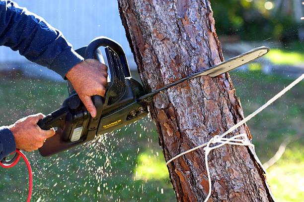 How Our Tree Care Process Works  in  Neillsville, WI